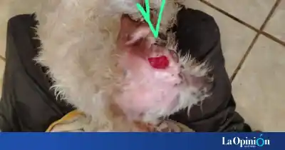 Alerta en Río Gallegos: entregó a su perra a un "auxiliar veterinario" y lo que volvió la dejó sin palabras