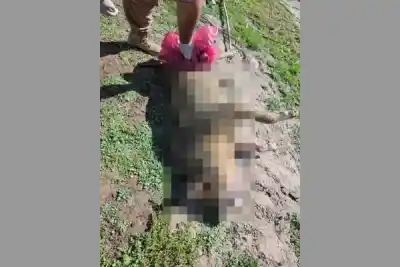 Rescataron del río dos perros sin vida: la escena que nadie esperaba encontrar