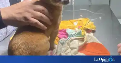 Su chihuahua volvió de la calle con un ojo comprometido y ahora su familia necesita ayuda urgente