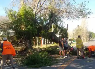 Chimbas: un gigante se desplomó sobre la avenida y nadie puede pasar por Benavídez
