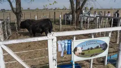 Conesa cerró su remate rural: un toro se llevó el precio más alto y dejó a todos hablando
