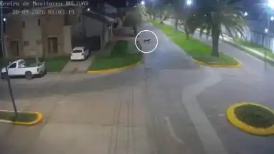 Un puma apareció caminando por las calles de Bolívar y las cámaras lo captaron todo