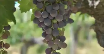 La uva que Mendoza usaba para vino común ahora es oficialmente "de calidad"