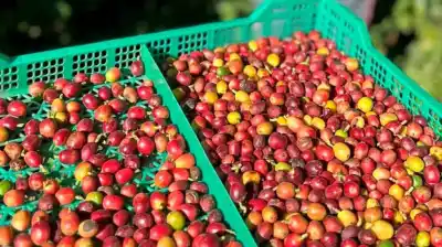 ¿Un nuevo cultivo está cambiando el norte? Lo que nadie esperaba en Tucumán