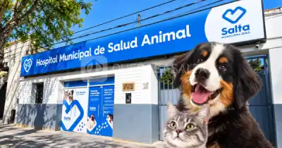 El 60% de las mascotas atendidas en Salta vienen de una misma zona: qué planean ahora