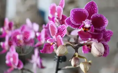 Plantas y flores, el boom de cada septiembre: lo que casi nadie mira antes de pagar