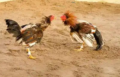 Riña de gallos, apuestas y mensajes: la pelea que terminó con un hombre internado en Quimilí
