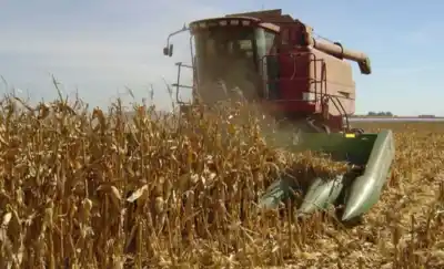 El maíz pampeano rompió un récord histórico, pero hay algo que no cierra en los campos