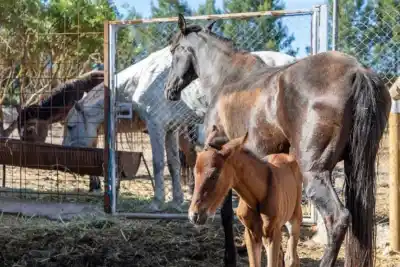 Tenían los caballos en la calle y ahora no los van a poder recuperar tan fácil