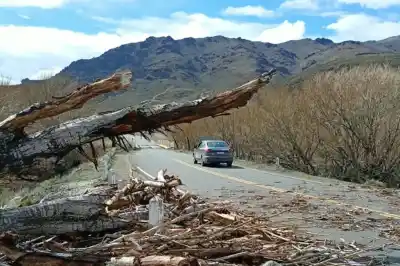 Un árbol gigante cortó la ruta 46: lo que hicieron cuatro policías para liberarla