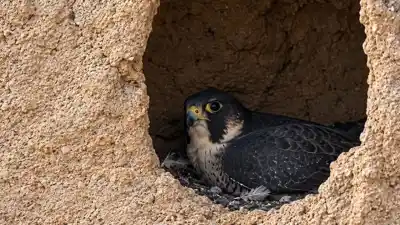 El ave que supera los 300 km/h y eligió las barrancas del Ctalamochita para vivir