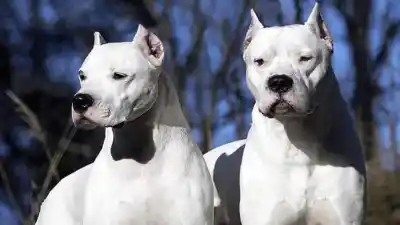 Los dogos la atacaron en pleno barrio: la escena que los vecinos no van a olvidar