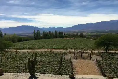 La helada golpeó al vino salteño: lo que ahora esperan los productores del Valle