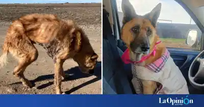 La perra que hallaron al borde de la muerte en un descampado de Río Gallegos ya duerme en una casa