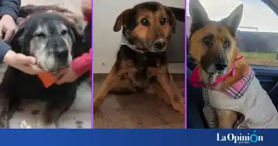 Tres perros, tres finales: el rescate que conmueve a Río Gallegos y la deuda que nadie responde