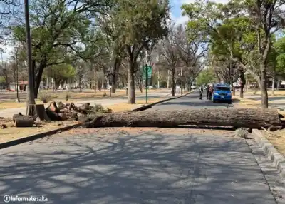 Salta: el gigante que tenía los días contados en el Parque San Martín