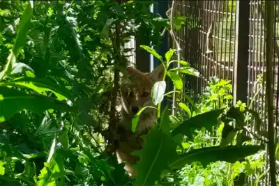 Apareció un zorro en el jardín de un hospital de Paraná: lo que llamó la atención de los rescatistas