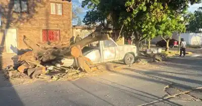 El Zonda dejó un tendal de árboles caídos en Las Heras y los vecinos no salen de su asombro