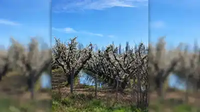 El Alto Valle se tiñó de blanco y rosa: la postal que anticipa lo que viene
