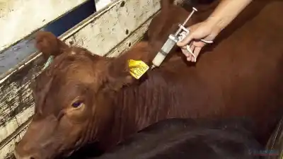 La Pampa: la enfermedad que puede pasar del animal al humano y la jornada que busca frenarla