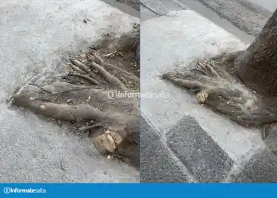 Arreglaban la vereda en el centro de Salta y el final dejó a todos sin palabras