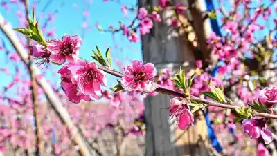 El blanco y rosa vuelven a las chacras del Alto Valle: la postal que ilusiona a los productores