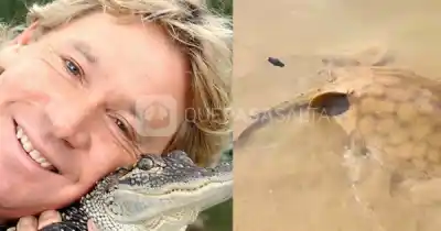 Alerta en el río Bermejo: el pez que mató al Cazador de Cocodrilos anda por La Quena