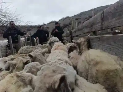 Allanamientos en Tecka por la desaparición de más de 300 animales: lo que encontraron adentro