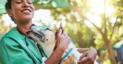 Misiones se prepara para recibir a cientos de veterinarios: lo que se viene en Iguazú
