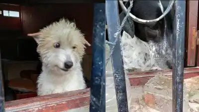 Dos perros rescatados del maltrato esperan una familia: uno de ellos tiene un detalle que complica la adopción