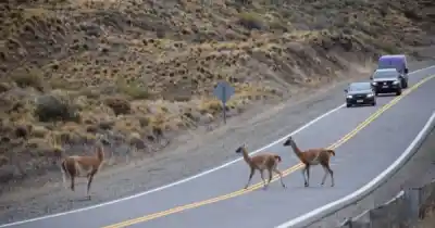 Santa Cruz quiere que aprendas a manejar con hielo, viento y guanacos: el curso que podría ser obligatorio