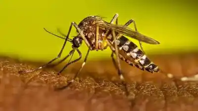 Los Reartes sale a cazar al mosquito del dengue: dónde revisar antes de que sea tarde