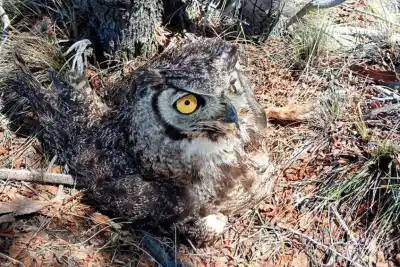 Caviahue: un vecino vio algo raro en el arroyo y la llamada que lo salvó