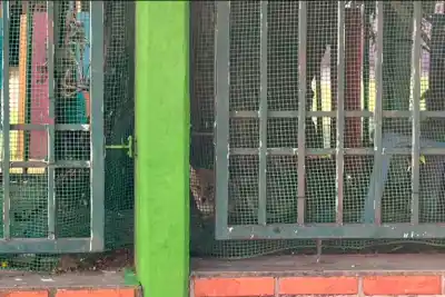 Un zorro gris apareció en el jardín de un hospital: lo que descubrieron sobre su pasado