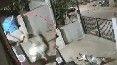 El mono bajó de la pared y la atacó: la escena quedó grabada
