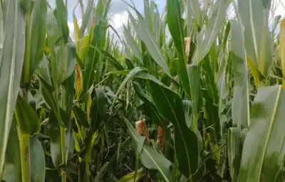 La chicharrita retrocede en el país, pero los maíces "guachos" tienen la clave