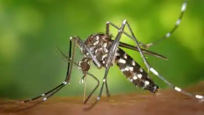 Dengue en Entre Ríos: hay siete notificaciones y dos siguen bajo la lupa