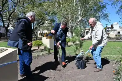 El pino que cayó tras 77 años en una plaza de Gualeguaychú vuelve a tener un heredero