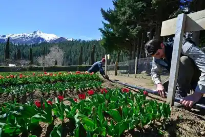 Huinganco se llena de tulipanes: el plan que busca sorprender en octubre