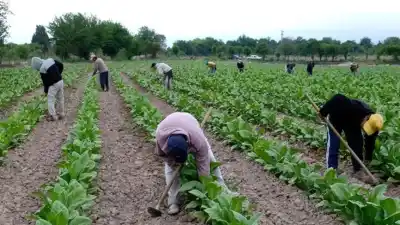 Tabacaleros jujeños van con todo a Nación: el curioso pedido que quieren meter en cada atado