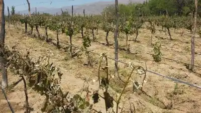 La helada que golpeó a los viñedos de Cafayate: la clave que podría salvar la cosecha