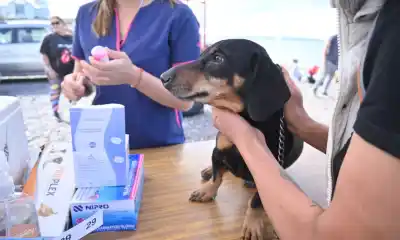 Vacunas y castraciones gratis en Madryn: el operativo que muchos esperaban vuelve este sábado