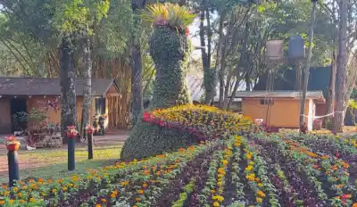 Montecarlo se viste de fiesta: la Orquídea vuelve con una sorpresa que ya usaron el año pasado
