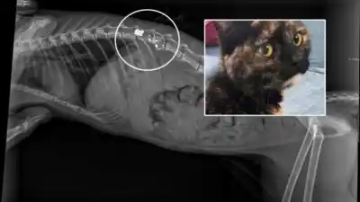 Atacaron a Molly con un rifle de aire comprimido en Trelew: el balín que los veterinarios no se animan a sacar