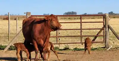 Una vaca en San Joaquín sorprendió a todos: trillizos en un mismo parto