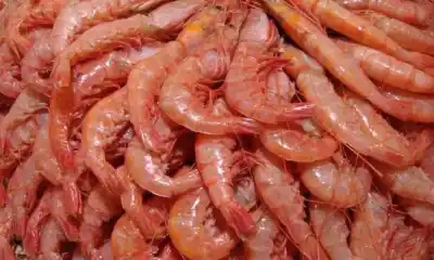 Un capitán de barco apuesta fuerte en Trelew: qué especies piensa procesar y desde cuándo