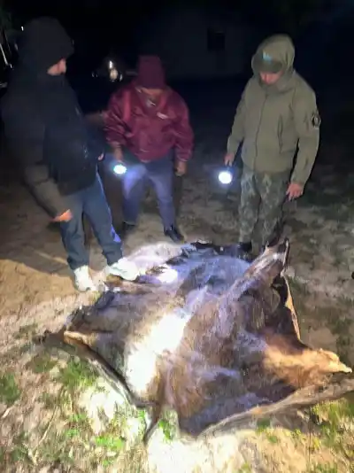 Los cuatreros entran de día y de noche: el campo correntino que ya no puede trabajar
