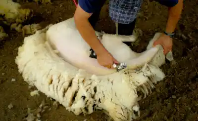 La lana en Chubut no repunta: lo que reveló la esquila de esta temporada