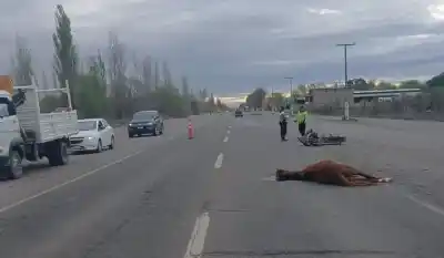 Iba en moto por la Ruta 22 y un caballo suelto se le cruzó: terminó internada