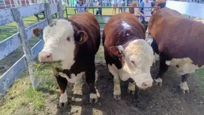 Río Negro cría más carne que nunca, pero un faltante la obliga a mirar afuera: los números